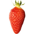 Gariguette Strawberry